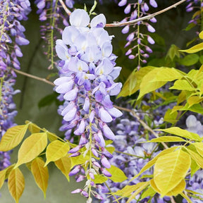 Glycine bleue sur tige - Wisteria sinensis - Willemse