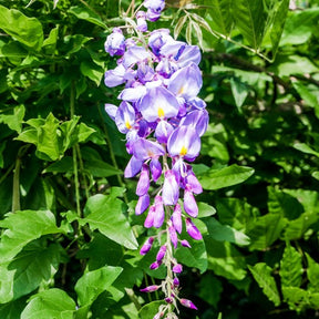 Glycines - Glycine bleue sur tige - Wisteria sinensis