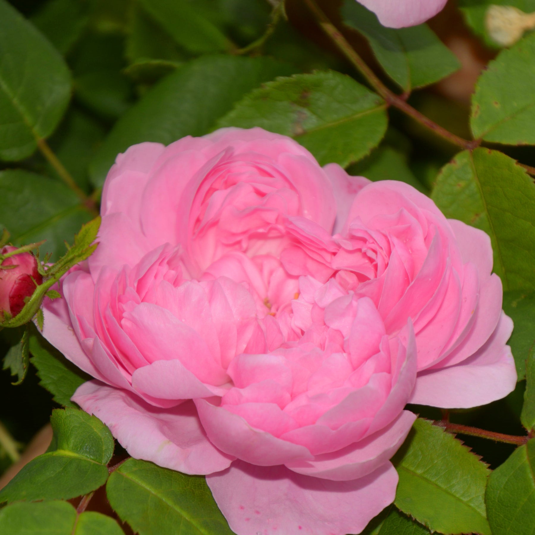 Rosa Comte de Chambord - Rosier Comte de Chambord - Rosiers anciens