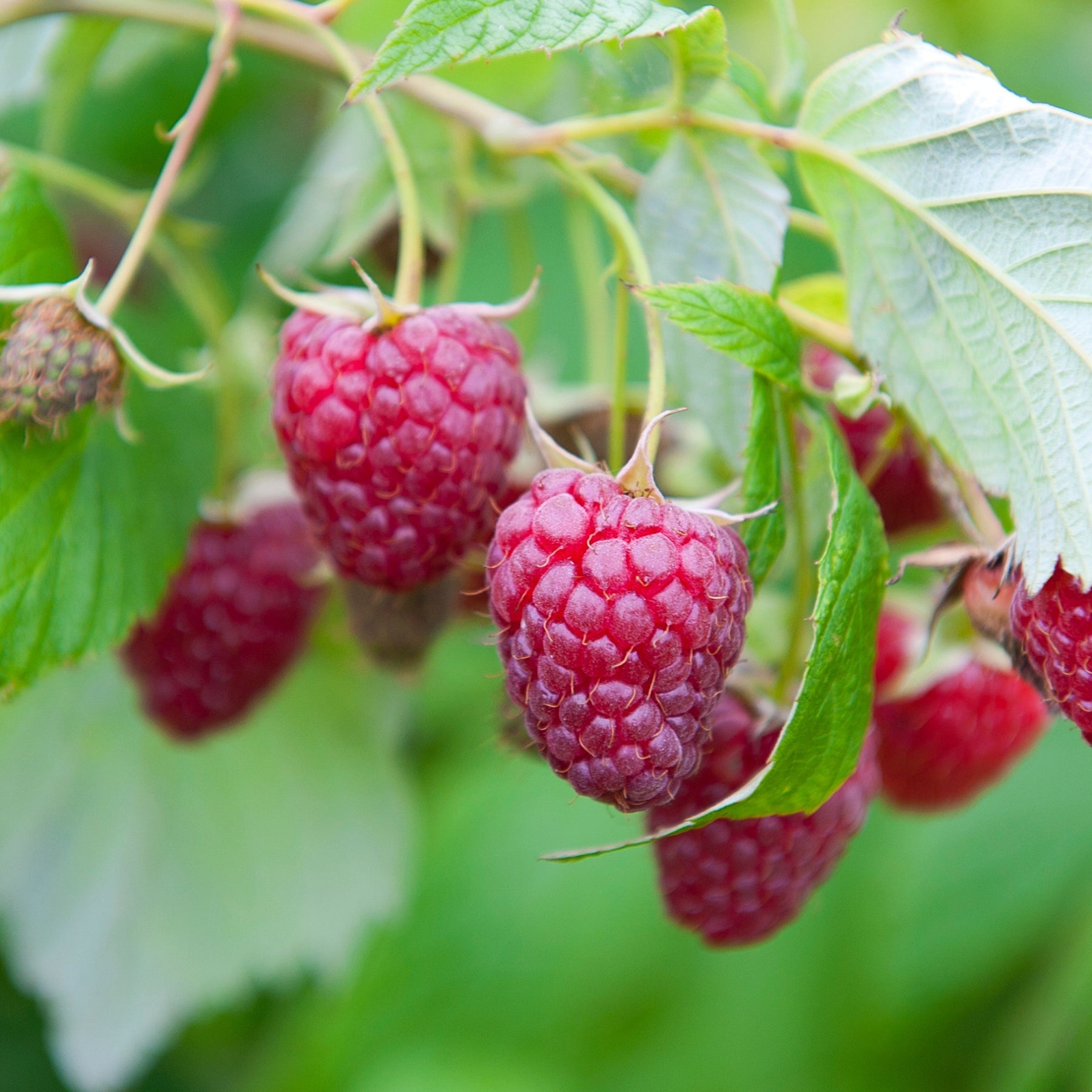 Rubus idaeus Marastar ®, Sumo 2, Fallgold - Collection de Framboisiers : Marastar,Fallgold, Sumo 2 - Collections de fruitiers