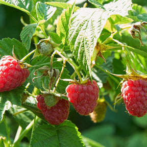 Framboisier Marastar (remontant) - Rubus idaeus marastar ® cov ma29-20 - Willemse