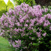 Lilas Prince Charmant - Willemse