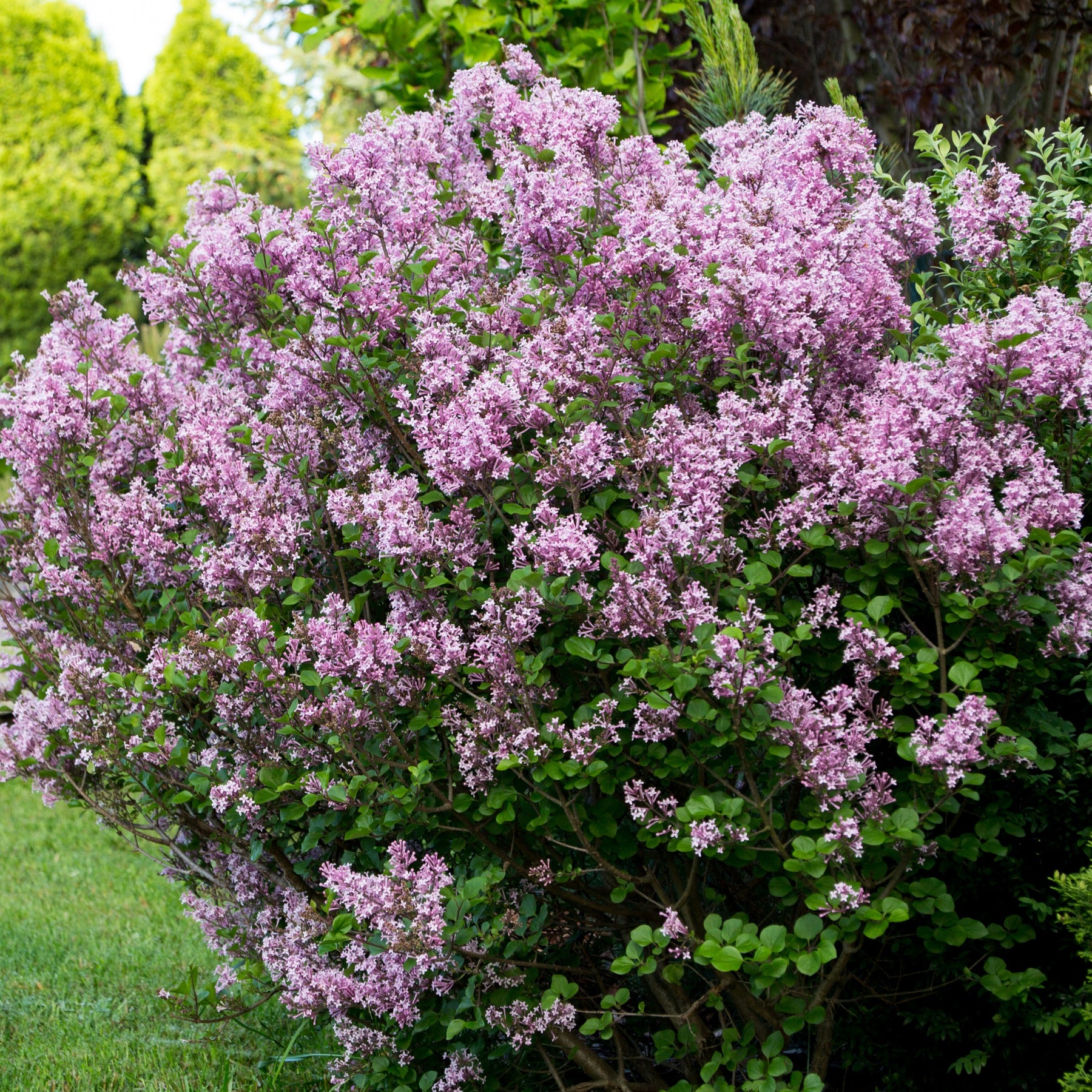 Lilas Prince Charmant - Willemse