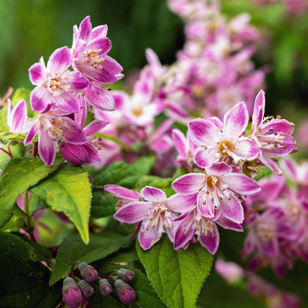 Deutzia Champ de fraise - Deutzia Strawberry Field - Willemse