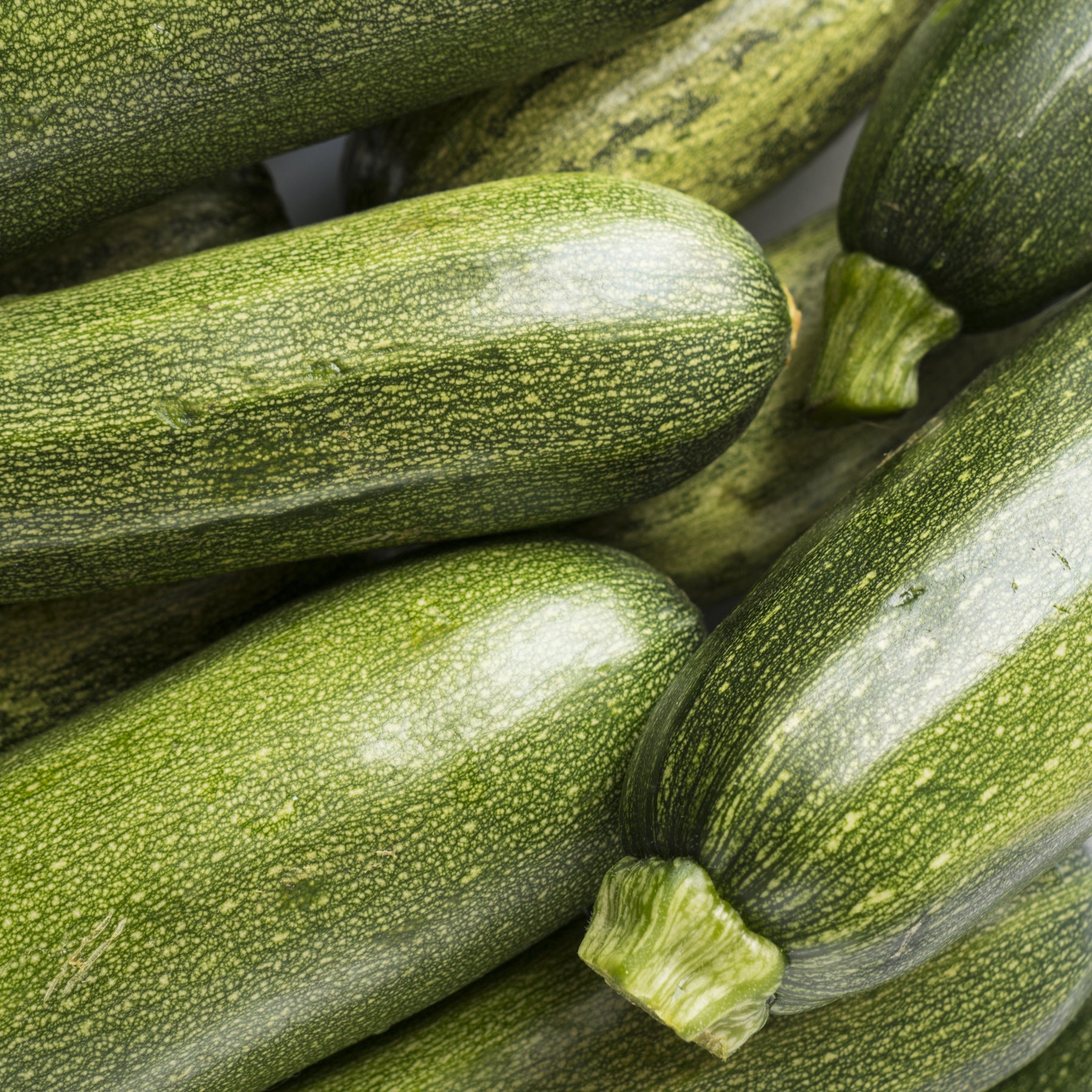 3 Plants de Courgette Tarmino F1 - Cucurbita pepo Tarmino F1 - Willemse