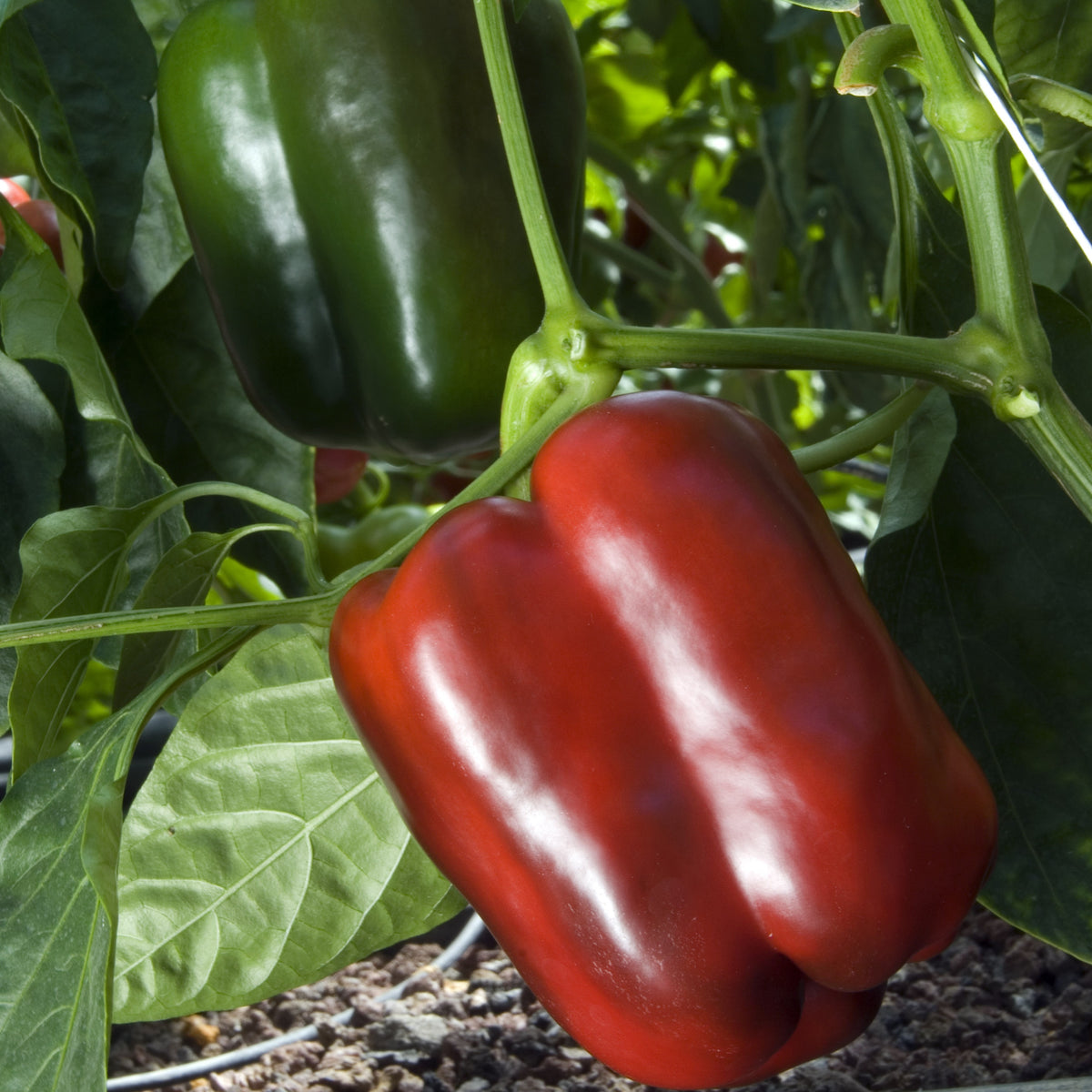3 Plants de Poivron Lamuyo - Capsicum annuum lamuyo - Willemse