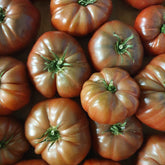 3 Plants de Tomate Noire de Crimée - Willemse