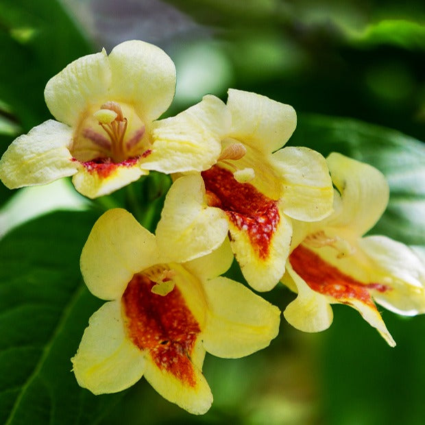 Weigelia jaune - Willemse