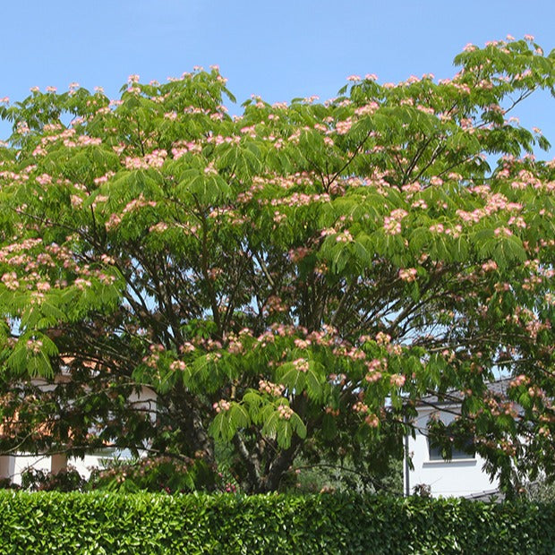 Albizia julibrissin rosea - Arbre à soie rose - Albizia
