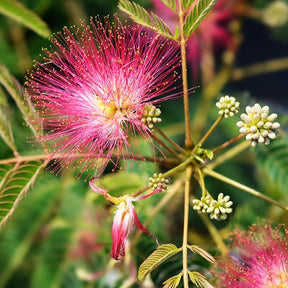 Albizia - Arbre à soie rose - Albizia julibrissin rosea