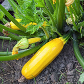 3 Plants de Courgette jaune Sunlight F1 - Willemse