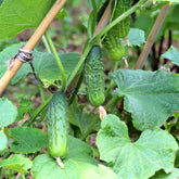 3 Plants de Cornichon Regal F1 - Willemse