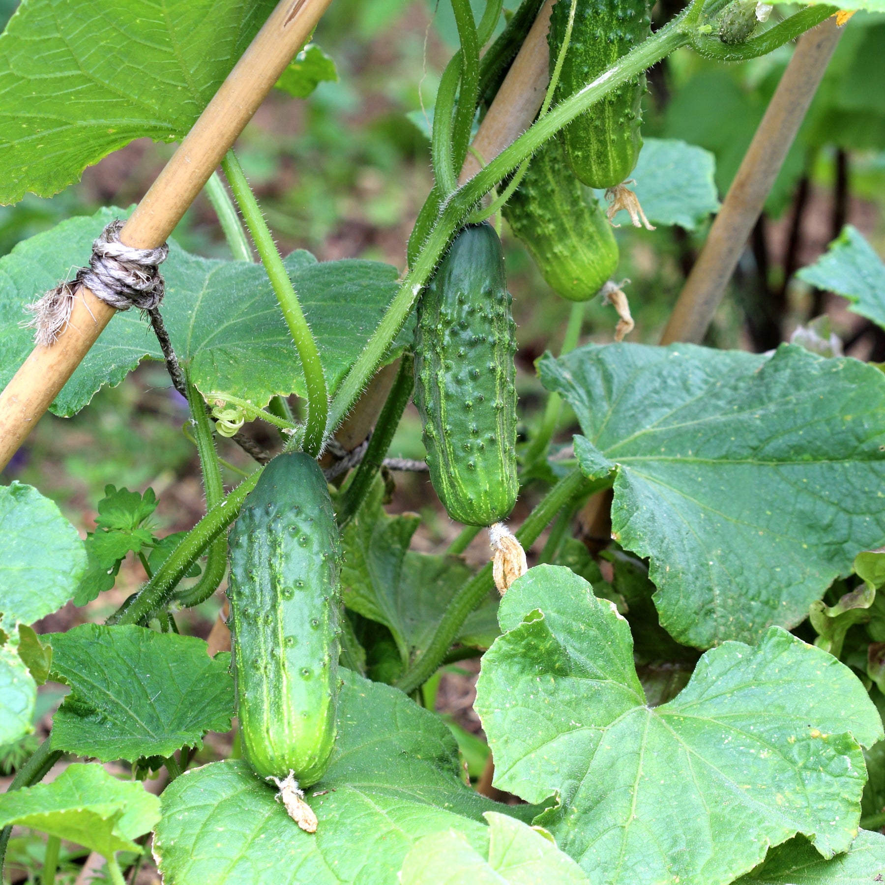 3 Plants de Cornichon Regal F1 - Willemse