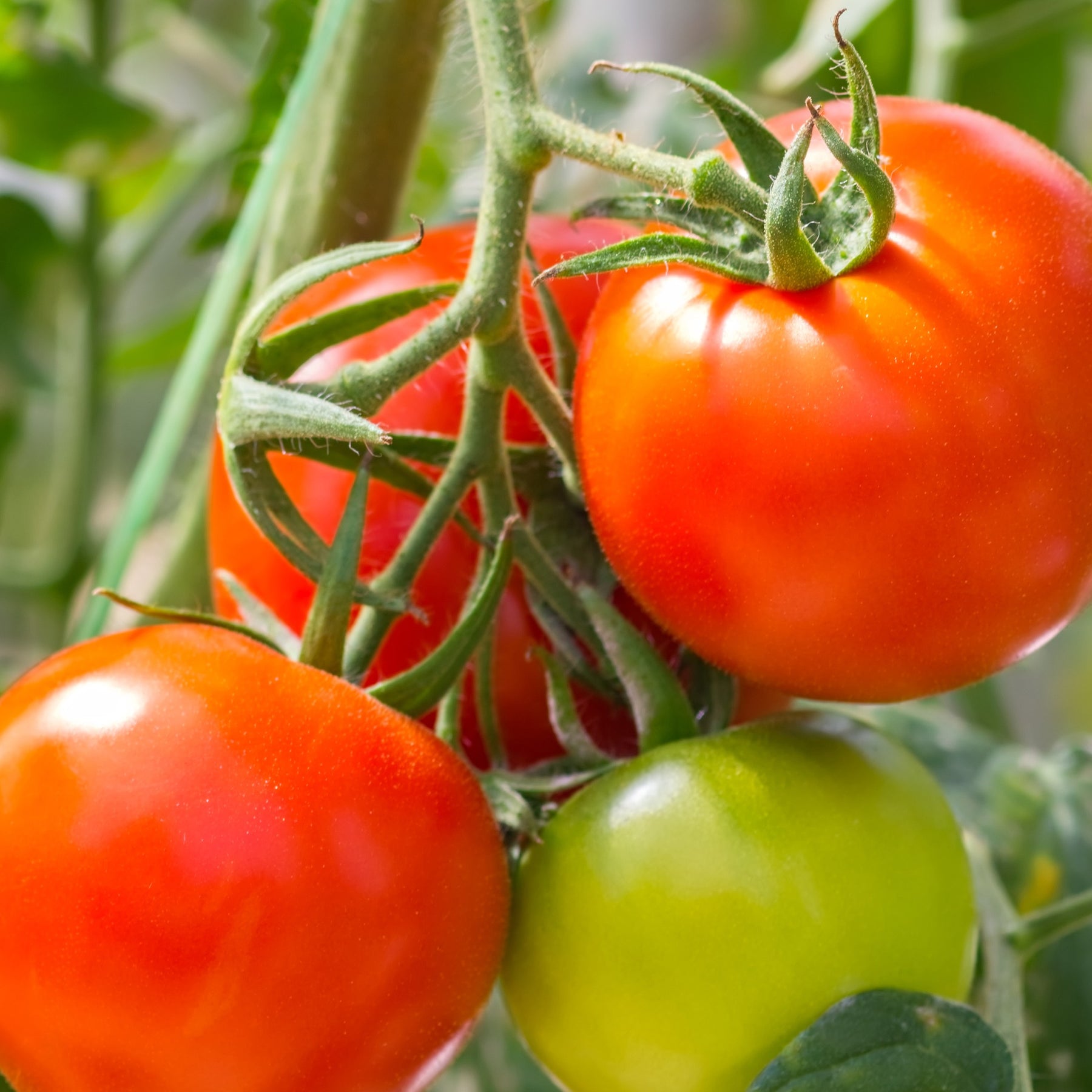 3 Plants de Tomate Montfavet F1 - Willemse