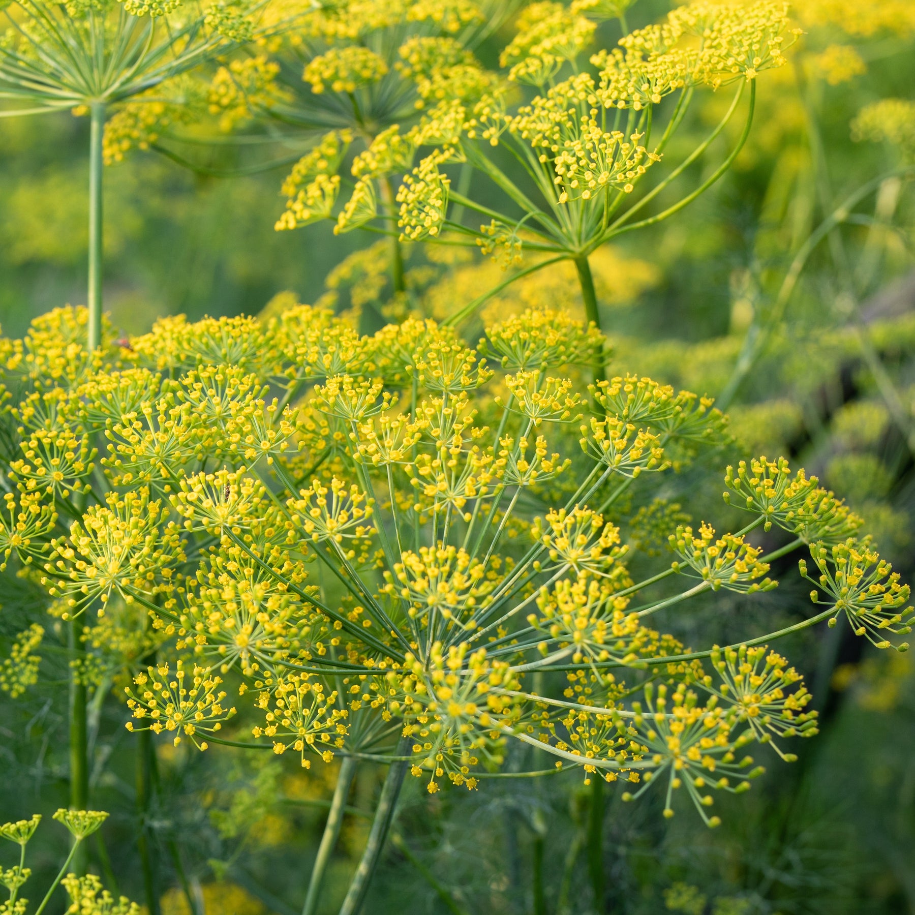 Plant d'Aneth - Anethum graveolens - Willemse