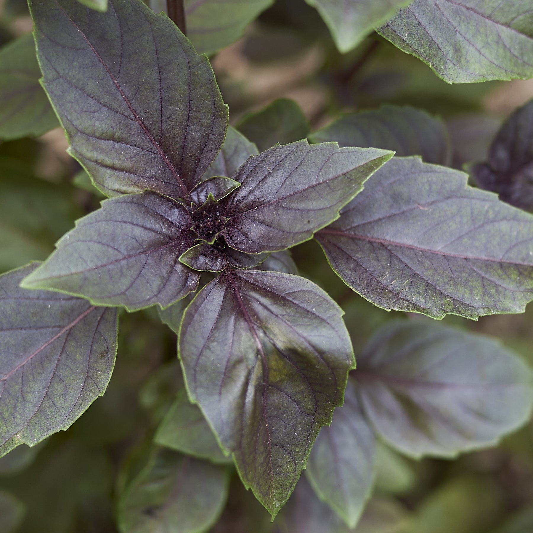 Ocimum basilicum purpurascens - Plant de Basilic pourpre - Plants d'aromatiques