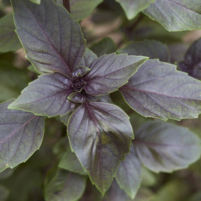 Ocimum basilicum purpurascens - Plant de Basilic pourpre - Plants d'aromatiques