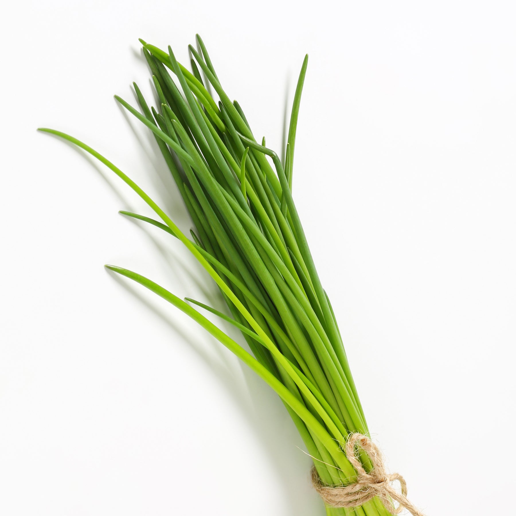 Plant de Ciboulette - Allium schoenoprasum - Willemse