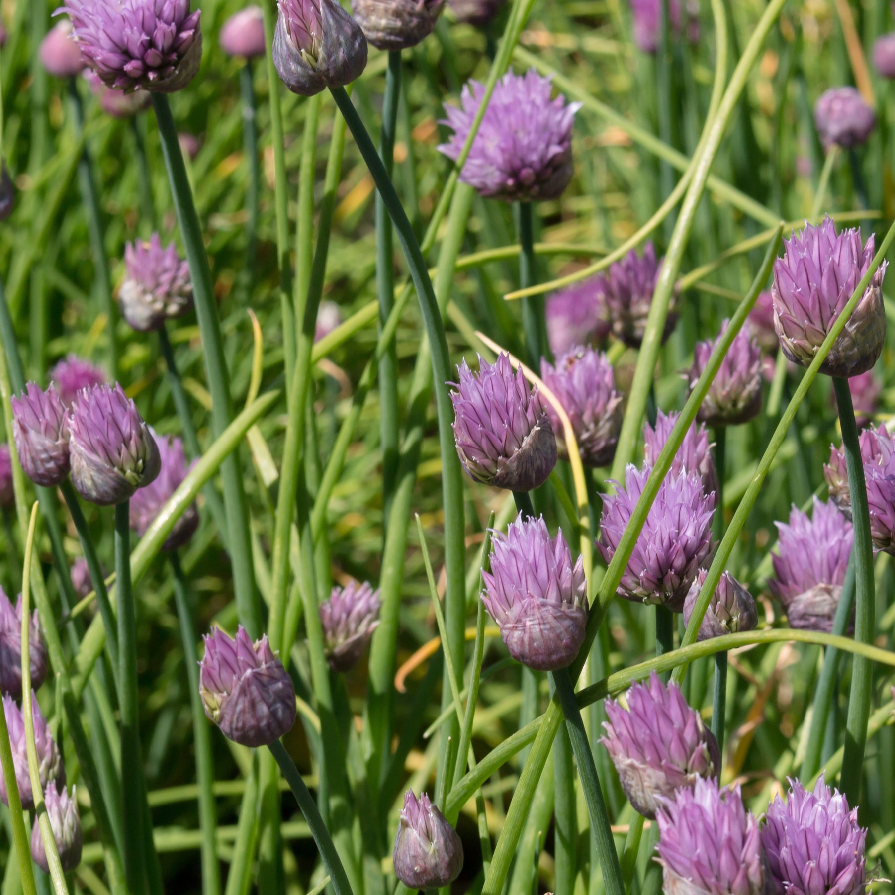 Allium schoenoprasum - Plant de Ciboulette - Plants d'aromatiques