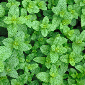 Plant de Menthe marocaine - Willemse