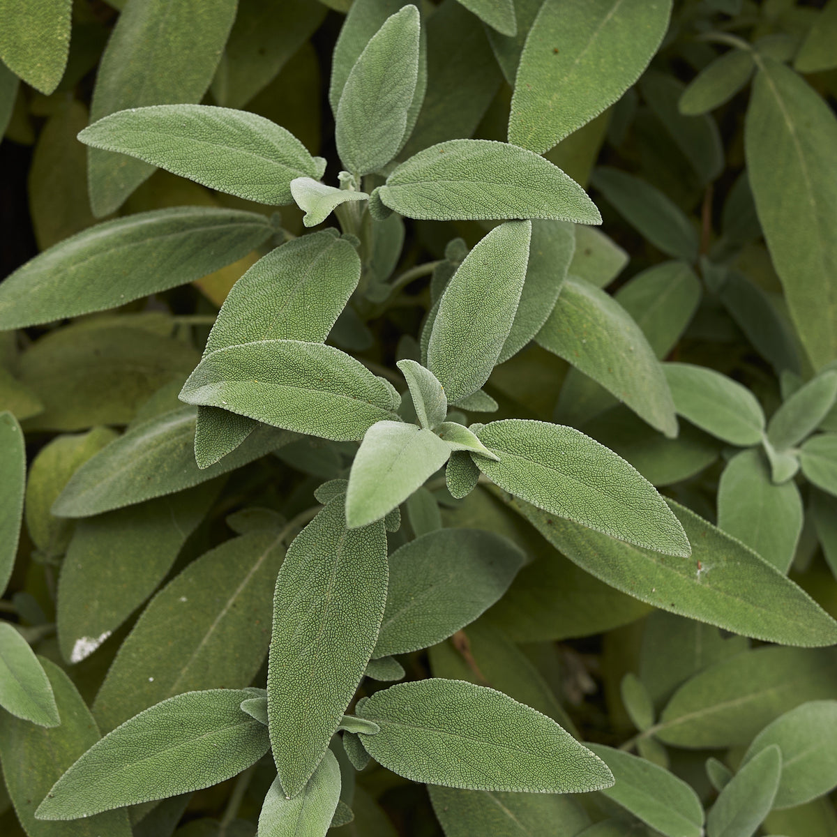 Plant de Sauge officinale - Willemse