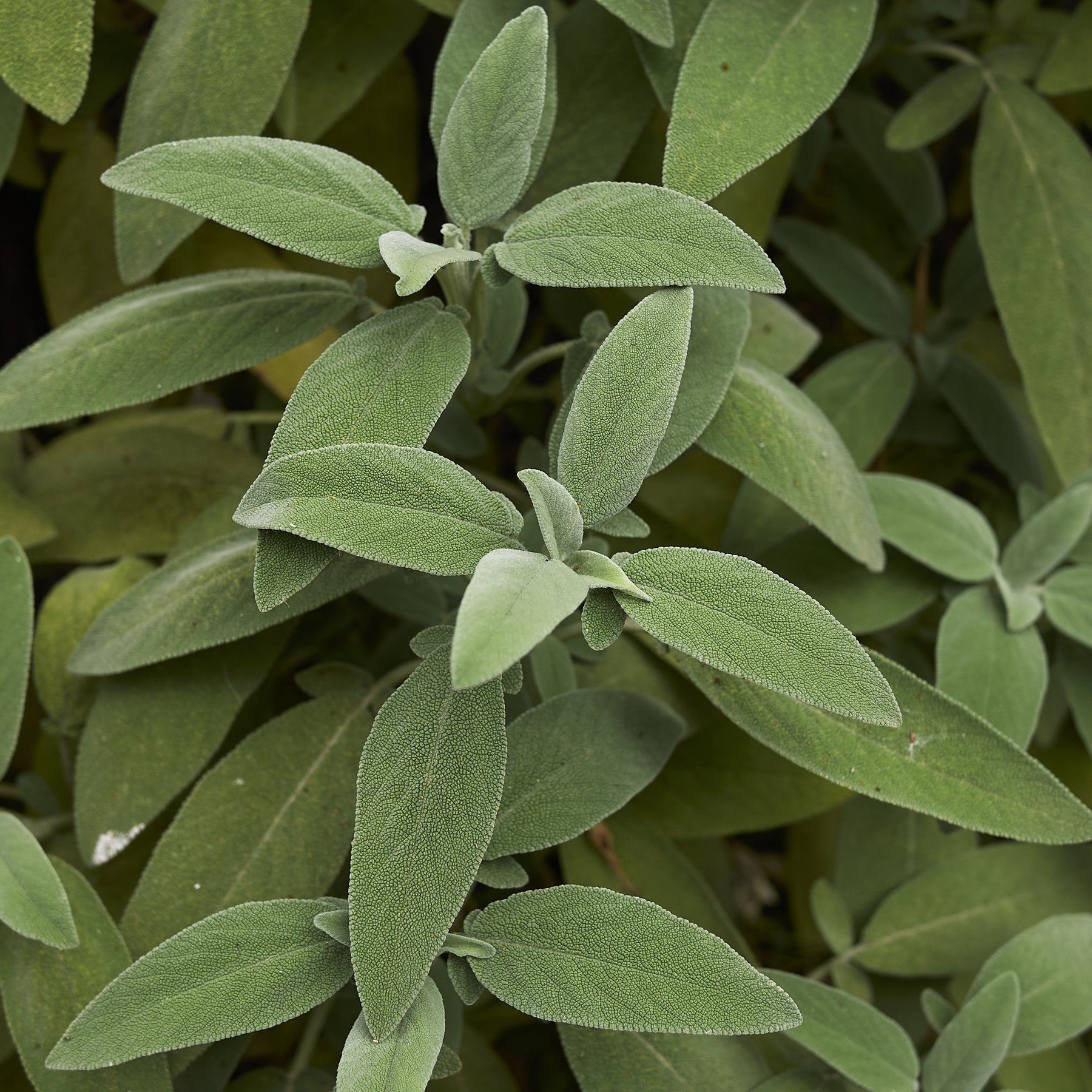 Plant de Sauge officinale - Willemse