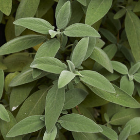 Plant de Sauge officinale - Willemse