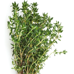 Thymus vulgaris - Plant de Thym commun - Thym
