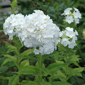 Phlox paniculé - 3 Phlox rouge, bleu, blanc en mélange - Phlox paniculata