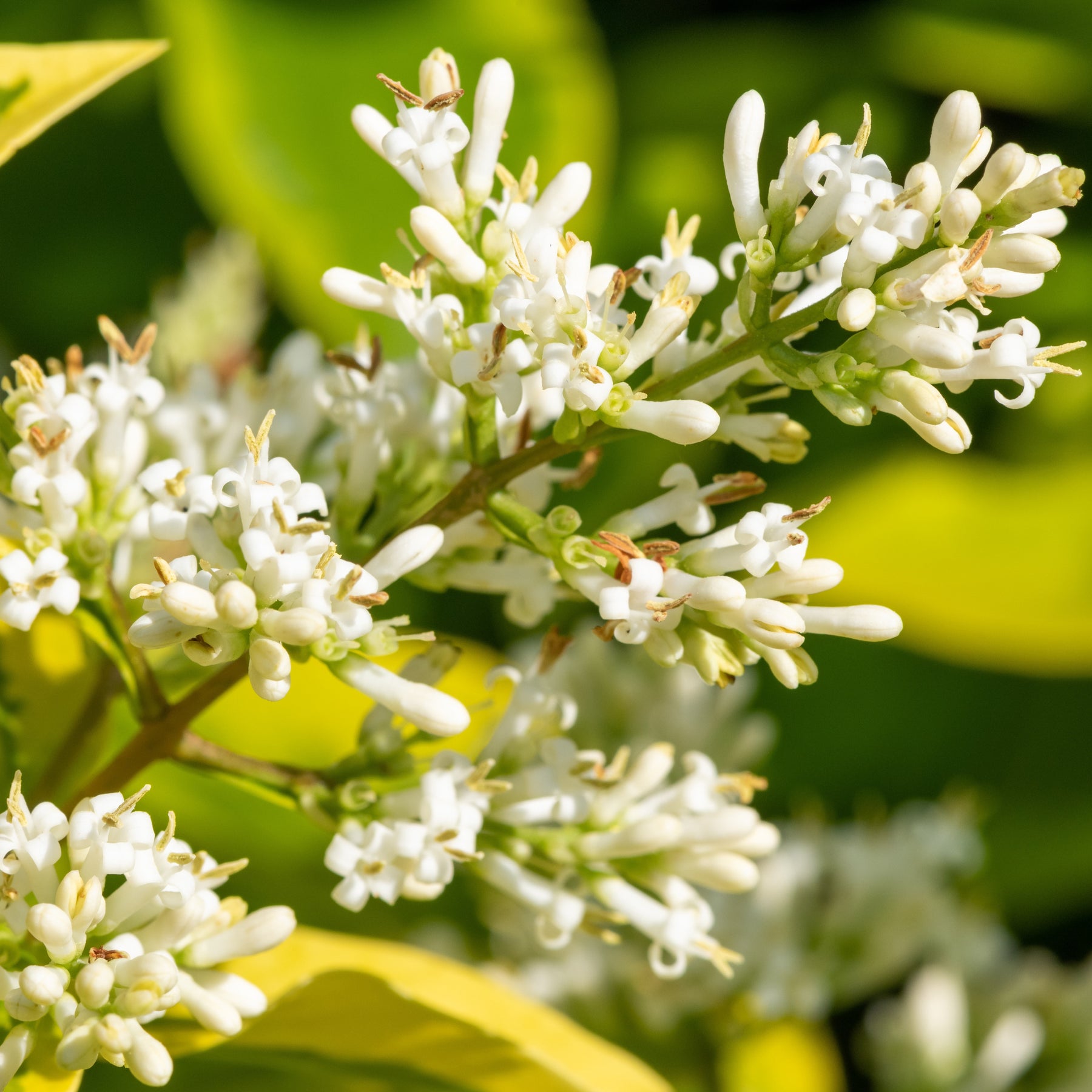 Ligustrum ovalifolium Aureum - Troène de Californie doré - Troènes