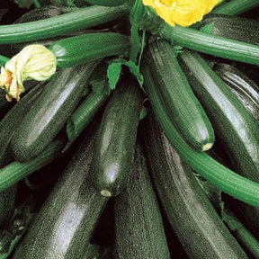 Courgette Ambassador F1 - Willemse