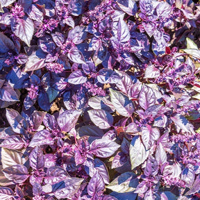 Basilic pourpre Dark Opal Bio - Ocimum basilicum dark opal - Willemse