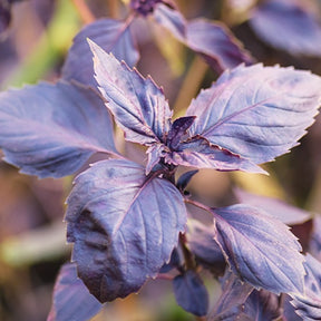 Ocimum basilicum dark opal - Basilic pourpre Dark Opal Bio - Graines d'aromatiques Bio