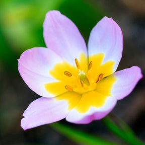 Tulipe - 10 Tulipes botaniques Lilac Wonder - Tulipa Lilac Wonder