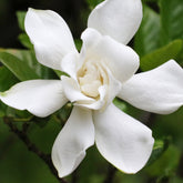 Gardénia Celestial Star - Willemse