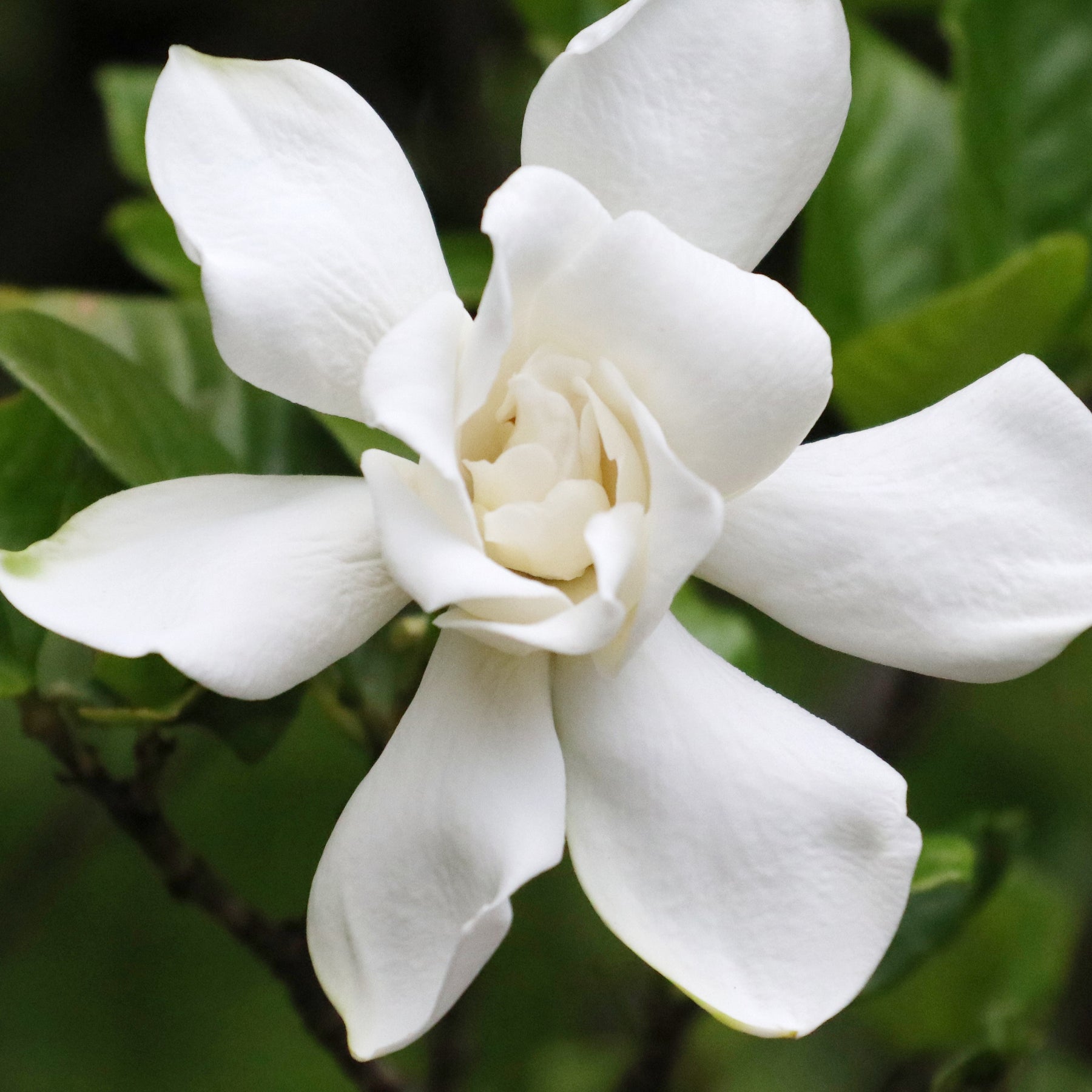 Gardénia Celestial Star - Willemse