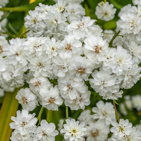 3 Achillées Diadem - Willemse