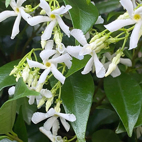 Trachelospermum jasminoides - Collection de 2 Jasmin étoilé rose et blanc - Jasmins