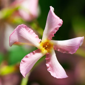 Jasmins - Collection de 2 Jasmin étoilé rose et blanc - Trachelospermum jasminoides