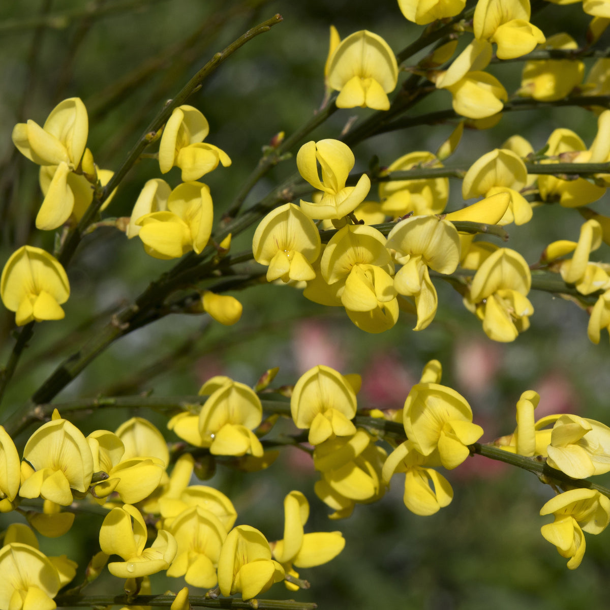 Haie de 3 Genêts : blanc, rouge, jaune - Cytisus praecox allgold, albus, boskoop ruby - Willemse