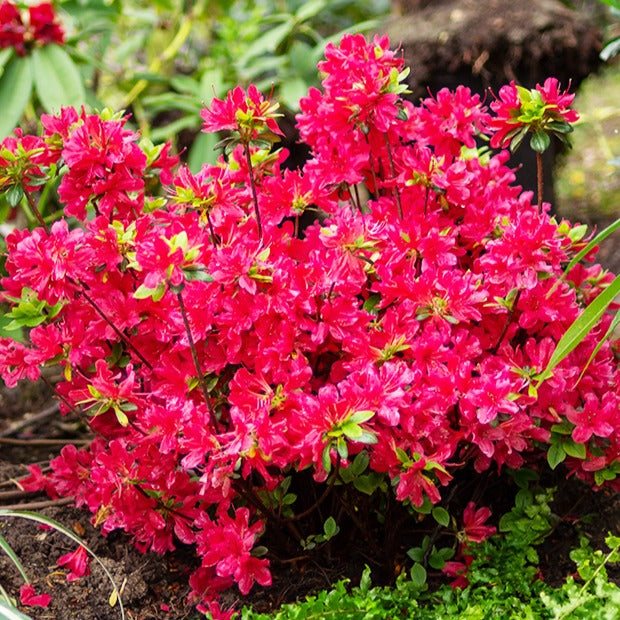 Azalea japonica red - Azalée du Japon rouge - Azalées