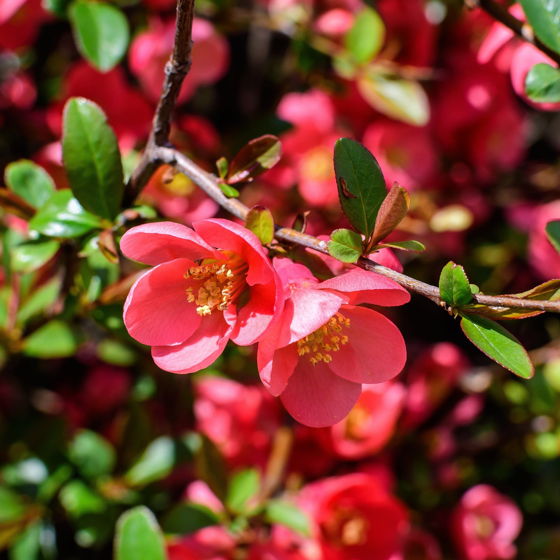 Chaenomeles japonica - Cognassier du Japon - Cognassier du Japon