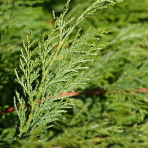 Cyprès - Cyprès de Leyland - Cupressus leylandii