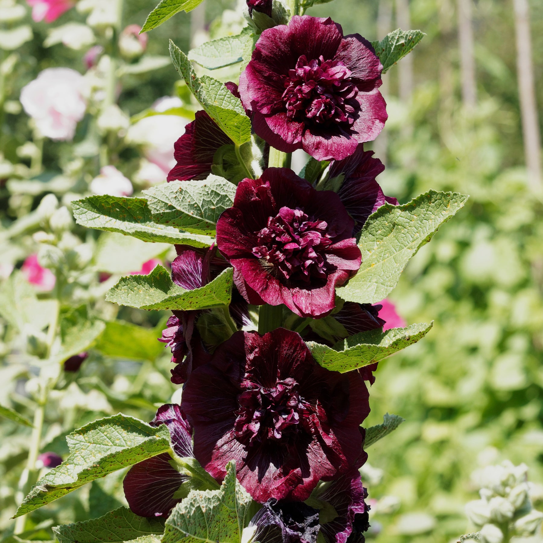Rose trémière double Brun châtaigne - Willemse