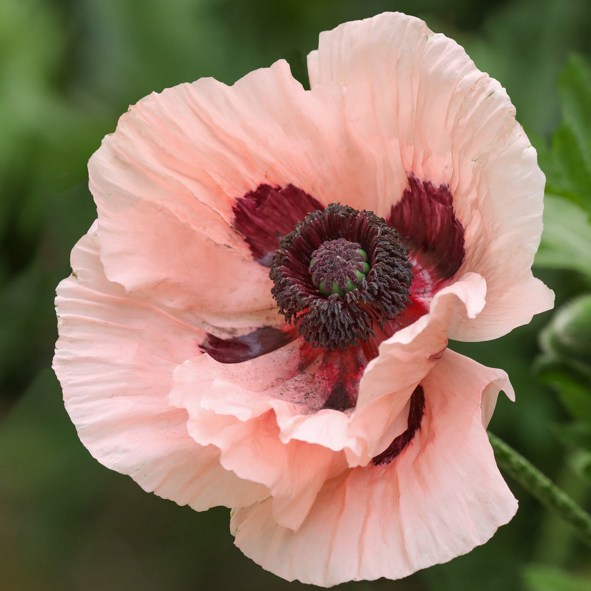 Pavot d'Orient Mrs Perry - Willemse