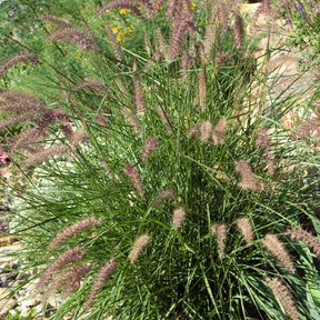 Herbe aux écouvillons d'Orient - Pennisetum - Pennisetum orientale - Willemse