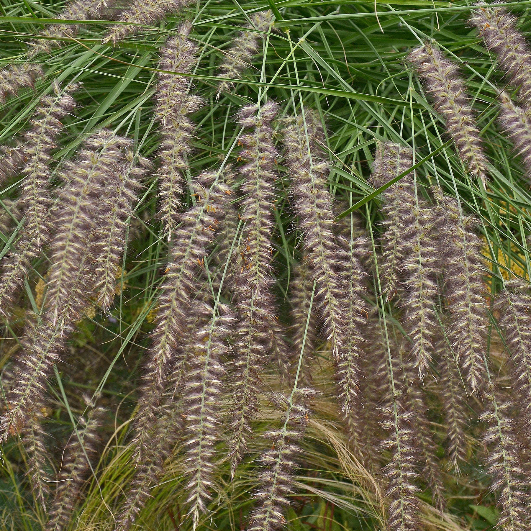 Pennisetum orientale - Herbe aux écouvillons d'Orient - Pennisetum - Pennisetum
