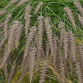Pennisetum orientale - Herbe aux écouvillons d'Orient - Pennisetum - Pennisetum