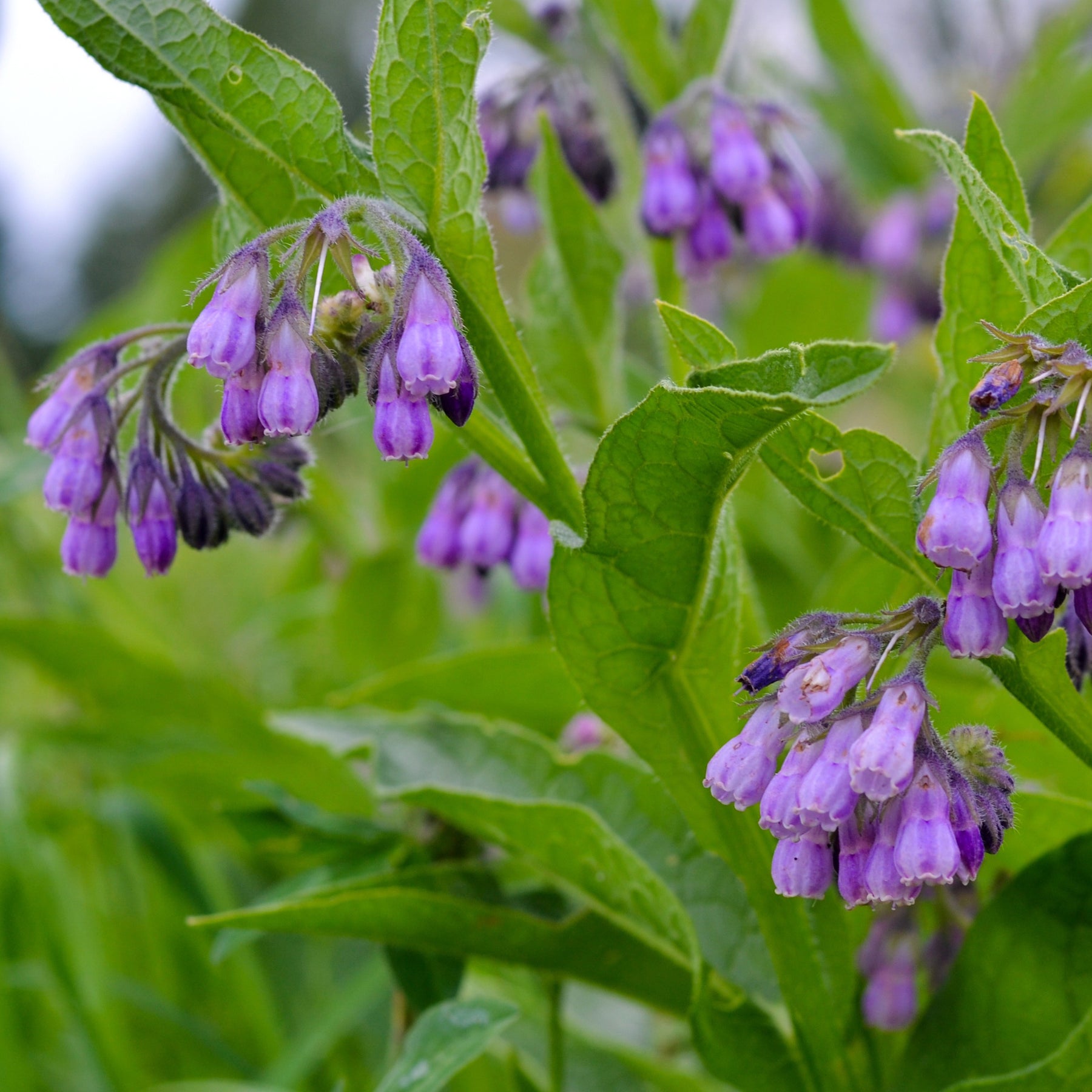 Consoude officinale Purpureum - Willemse