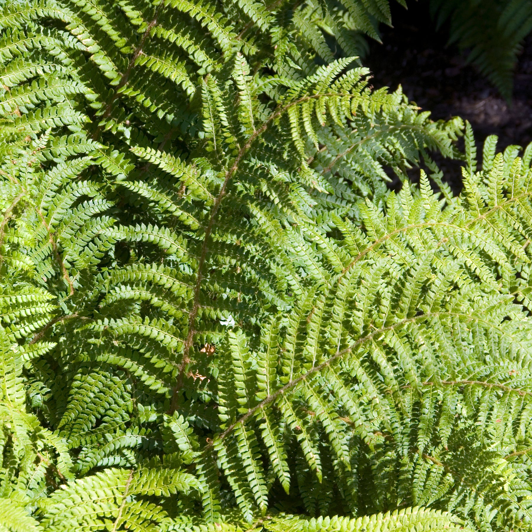 Polystichum polyblepharum - Aspidie du Japon Pattes d'ours - Fougère - Fougères